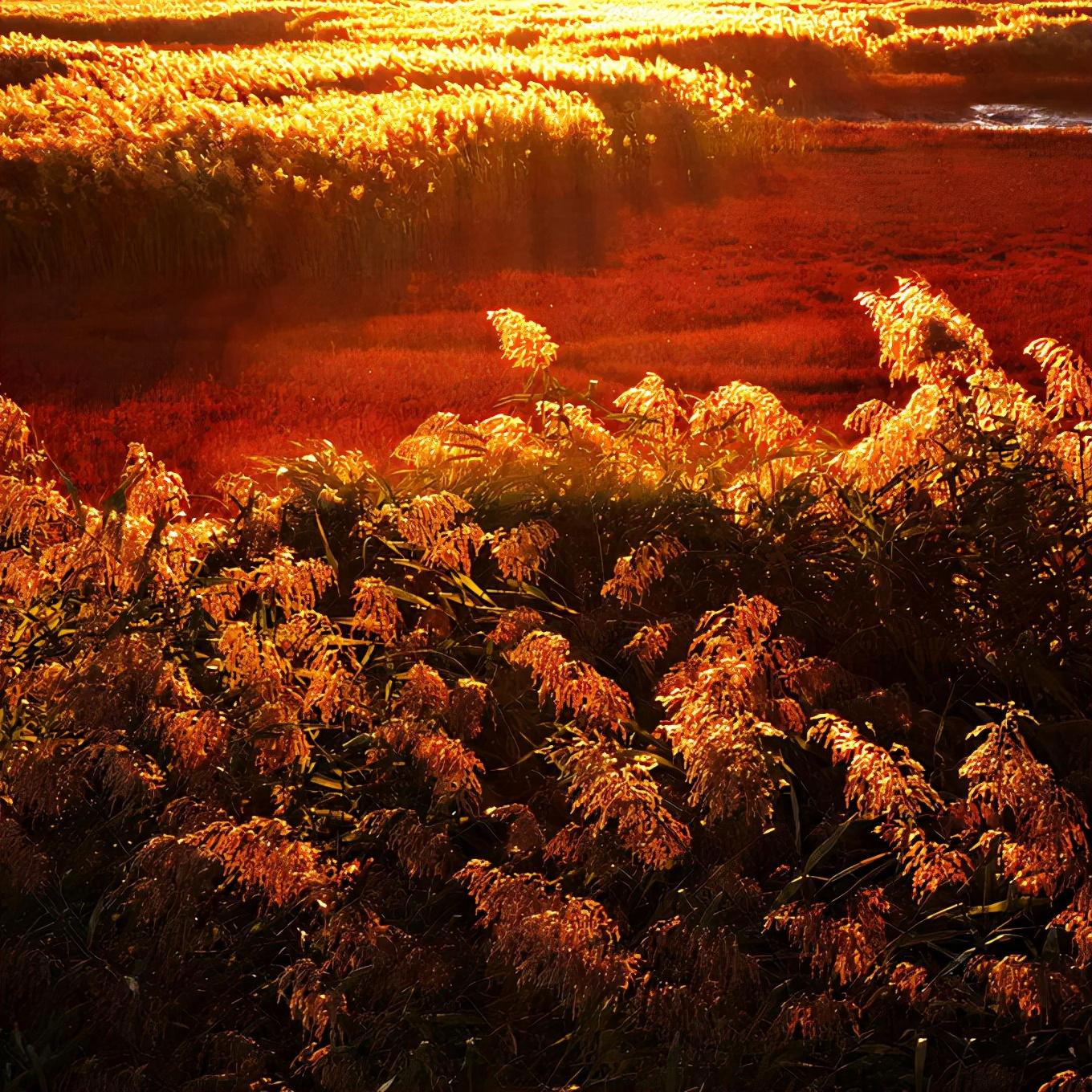 盘锦,历史长河中的璀璨明珠闪耀之处